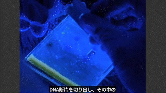 JoVE のビデオ論文（電気泳動ゲルの切り出し）