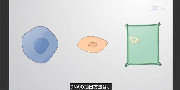 JoVE Core の教育コンテンツ（DNA の抽出）